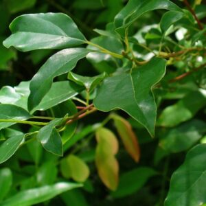 KZ.ULJE KAMFORA  100ml