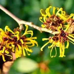 KZ. VODA/HIDROLAT HAMAMELIS 100ml