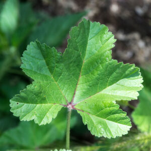 KZ. VODA/HIDROLAT PLAVOG SLJEZA 100ml