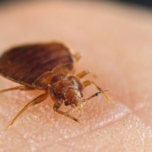 KZ.STOP HETEROPTERA za uništ.stjenica 100ml