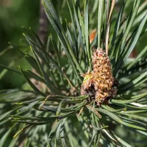 KZ.VODA/HIDROLAT BIJELI BOR 100ml