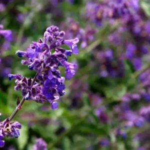 KZ. VODA/HIDROLAT KADULJE 100ml