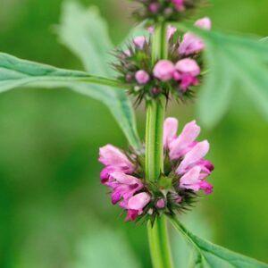 KZ. VODA/HIDROLAT MATIČNJAKA 100ml