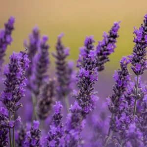 KZ. VODA/HIDROLAT LAVANDE 100ml - sprej