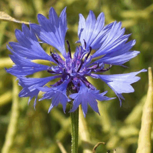 KZ. VODA/ HIDROLAT CVIJETNA (CORNFLOWER WATER) 100ml