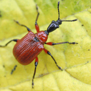 KZ.SEMI BUBA 25g protiv bubašvaba, rusa i dr.štetočina
