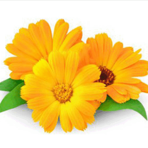 KZ. VODA/HIDROLAT NEVENA 100ml